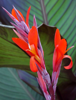 canna red stripe